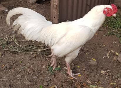 Aseel murga and Golden misree Hens for sale in Wah