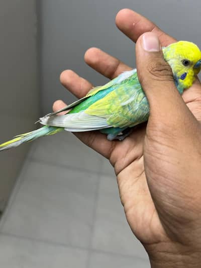 Rainbow   budjies Male