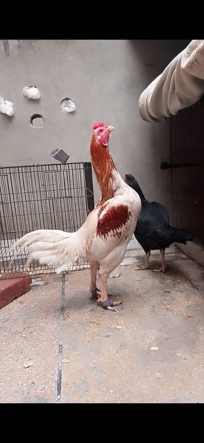 Chiks available