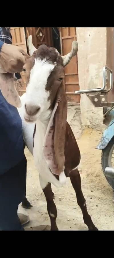 qurbani 2026