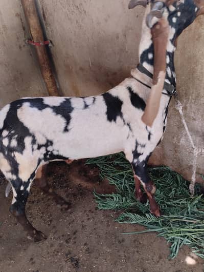 gulabi bakra and commando print 03243279031