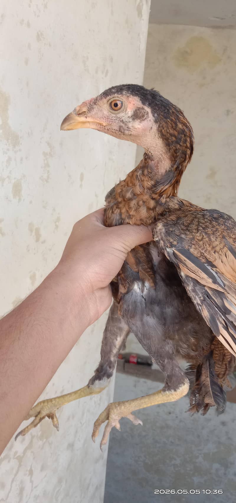 Thai cross 2