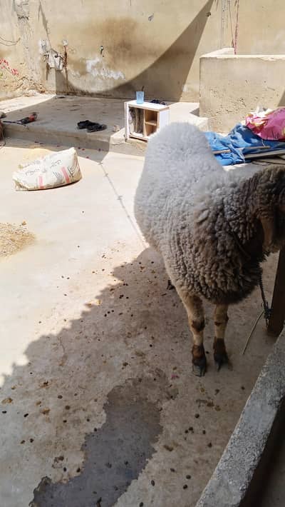 Sheep 2 dant