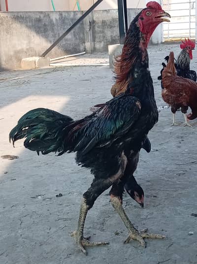 Pure Thai Rooster (Patha) - 10 Months | Top Quality | تھائی اصیل