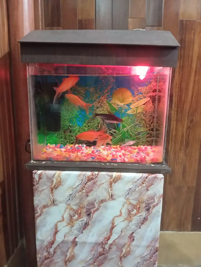 2 fish Aquarium sale All oky good condition — photo 2