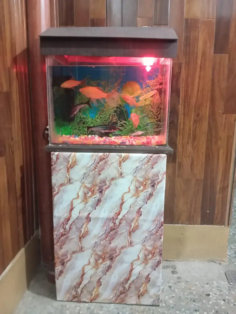 2 fish Aquarium sale All oky good condition — photo 3