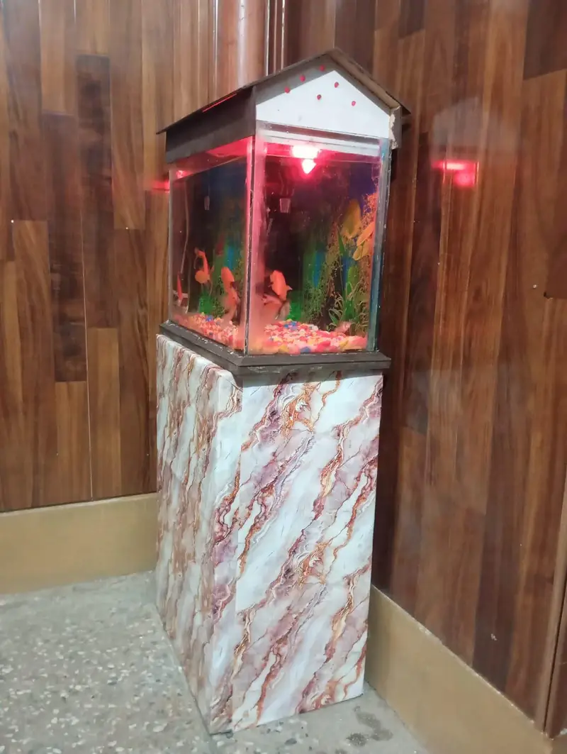 2 fish Aquarium sale All oky good condition — photo 4