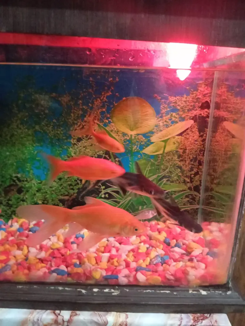 2 fish Aquarium sale All oky good condition — photo 5