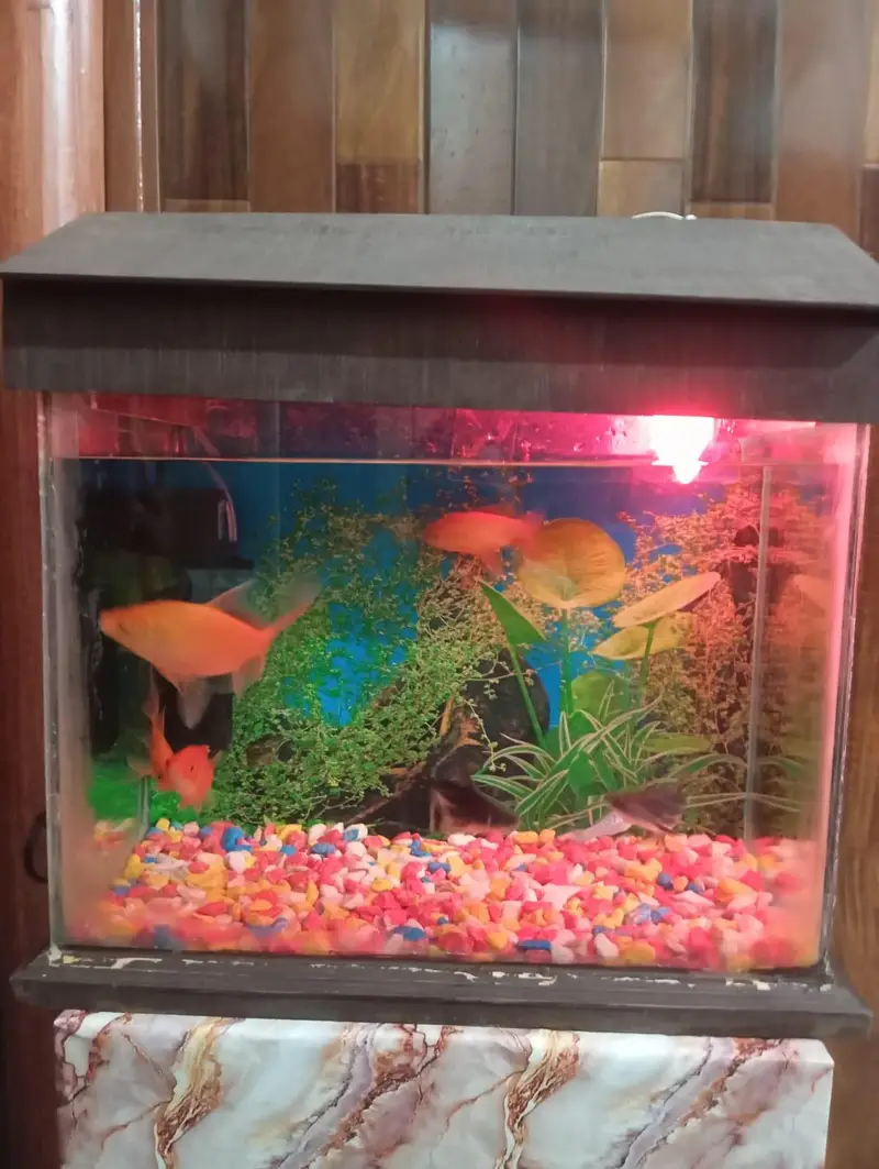 2 fish Aquarium sale All oky good condition — photo 6
