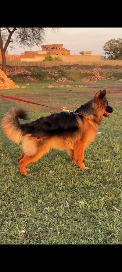 Premium Quality Black Tan German shepherd available for sale