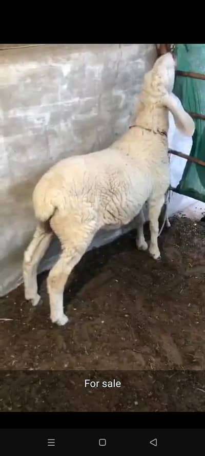 khera ha jheri kar li ha  kuch din ma dant gira de ga achy wazan ka ha
