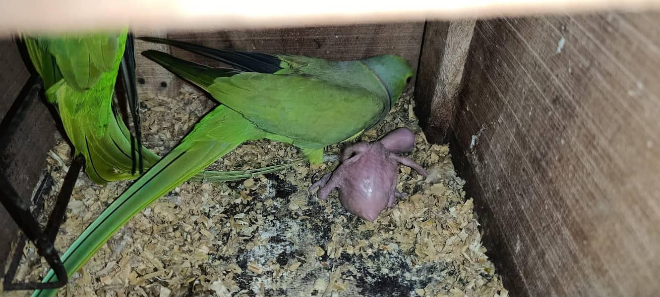 Pineapple conure and ringneck chick 5