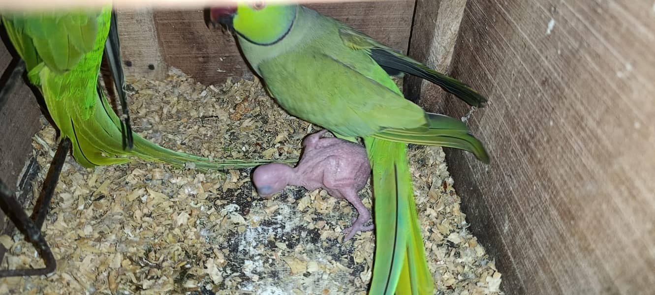 Pineapple conure and ringneck chick 6