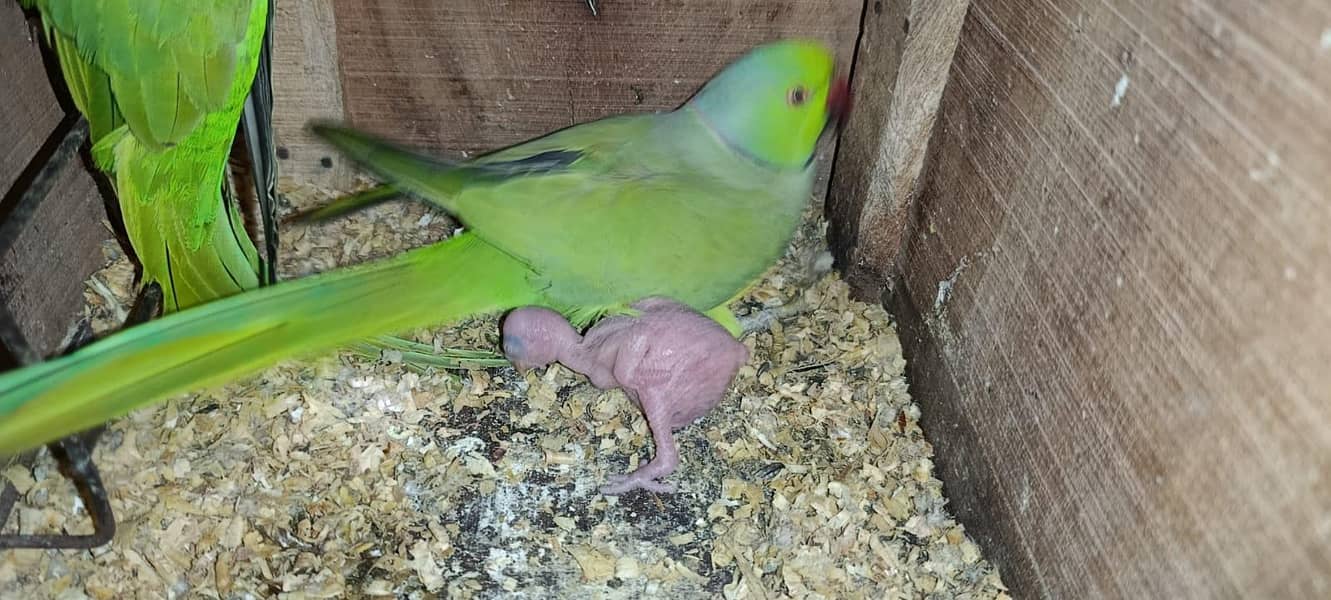 Pineapple conure and ringneck chick 7