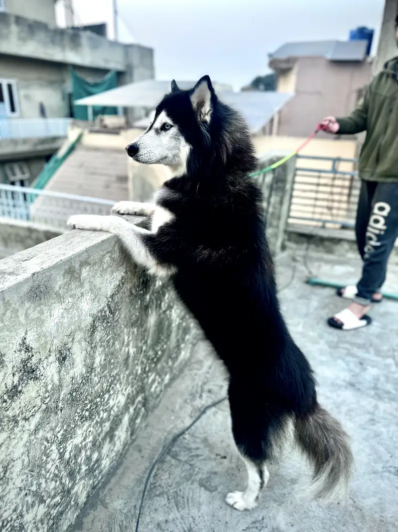 Siberian Husky Wooly Coated 2 Dot Eyes