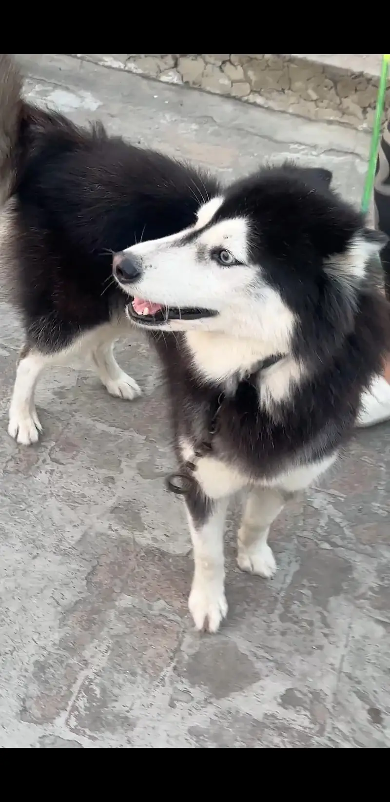 Siberian Husky Wooly Coated 2 Dot Eyes — photo 3