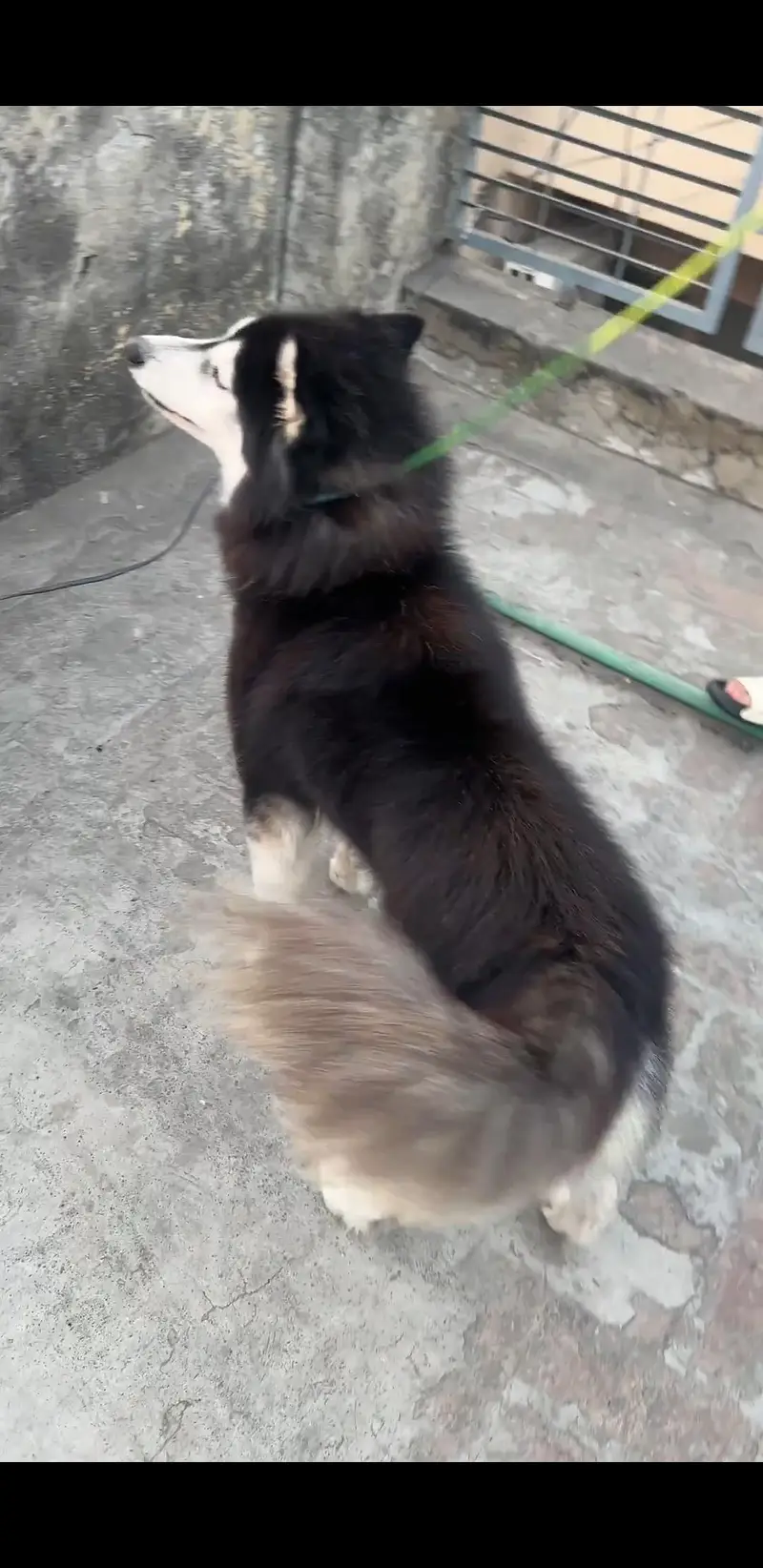 Siberian Husky Wooly Coated 2 Dot Eyes — photo 4