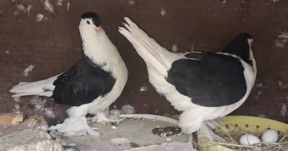 Black German Lahori Sheerazi Breeder pair and fancy pigeons for sale