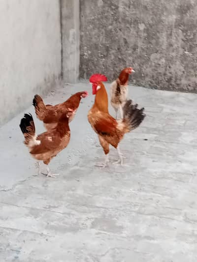 4 Golden breed for sale