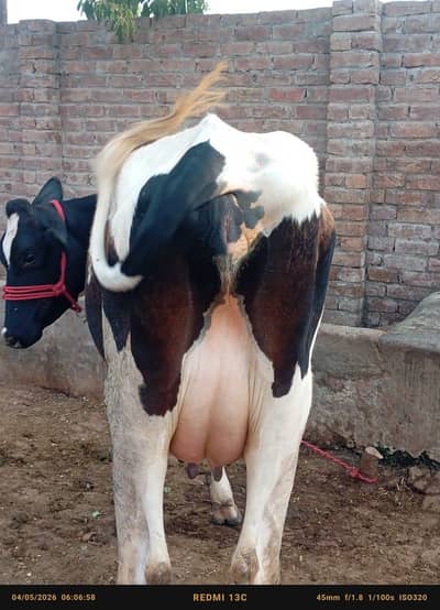 Cow for sale