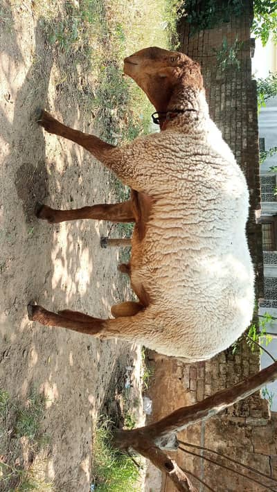 sehat mand shatra  2026 qurbani