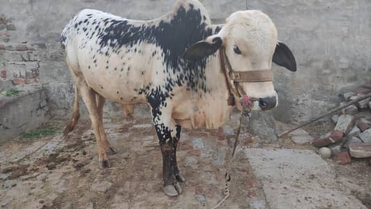 Bull / Bachra / Wacha / Desi bachre / Qurbani ka janwar /Qurbani 2026