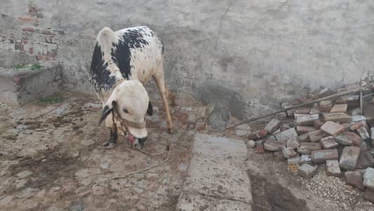 wacha bull , qurbani ka janwar