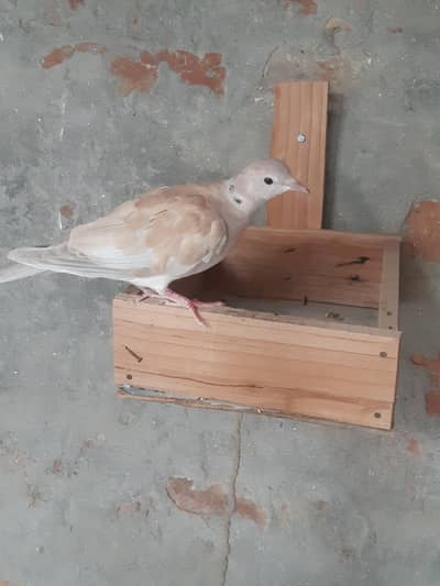 Doves for sale 1 brown 1 wight 4 gray
