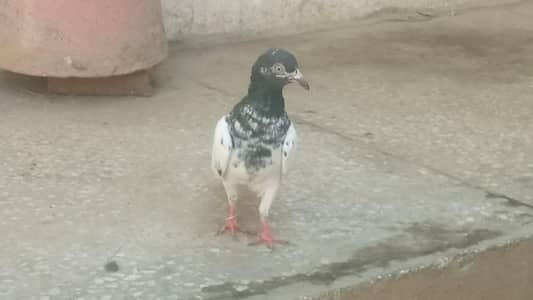 Teddy kamagar breeder pair for sale