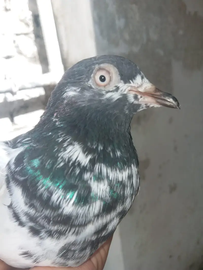 rampuri Teddy breeder pair for sale — photo 2