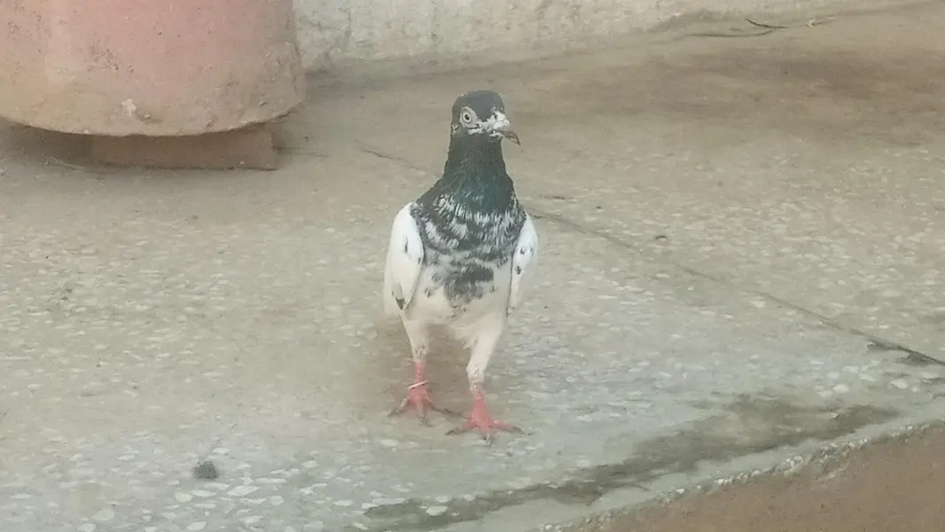 rampuri Teddy breeder pair for sale — photo 3