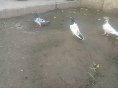 rampuri Teddy breeder pair for sale