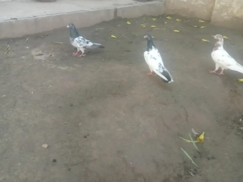 rampuri Teddy breeder pair for sale