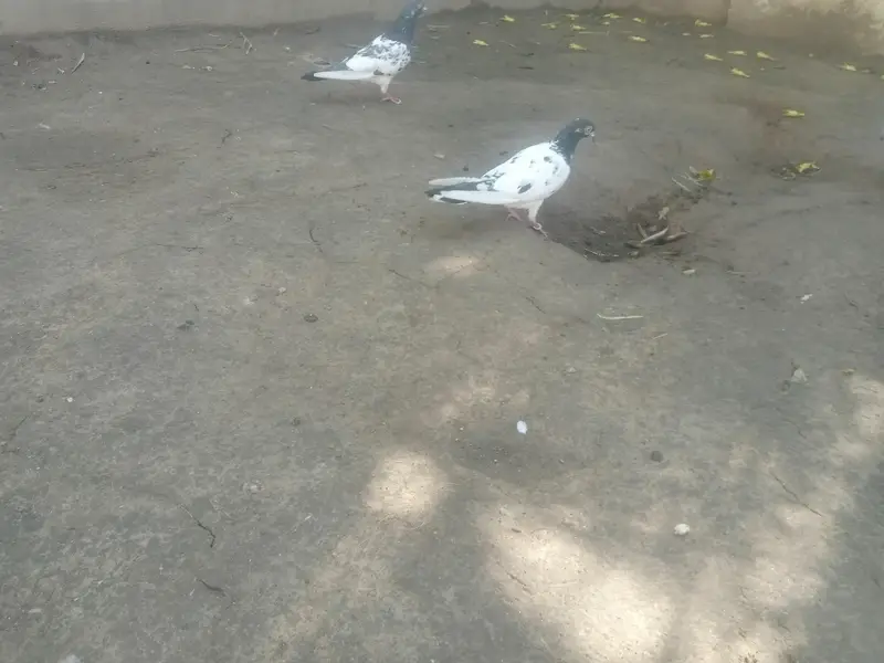 rampuri Teddy breeder pair for sale — photo 5