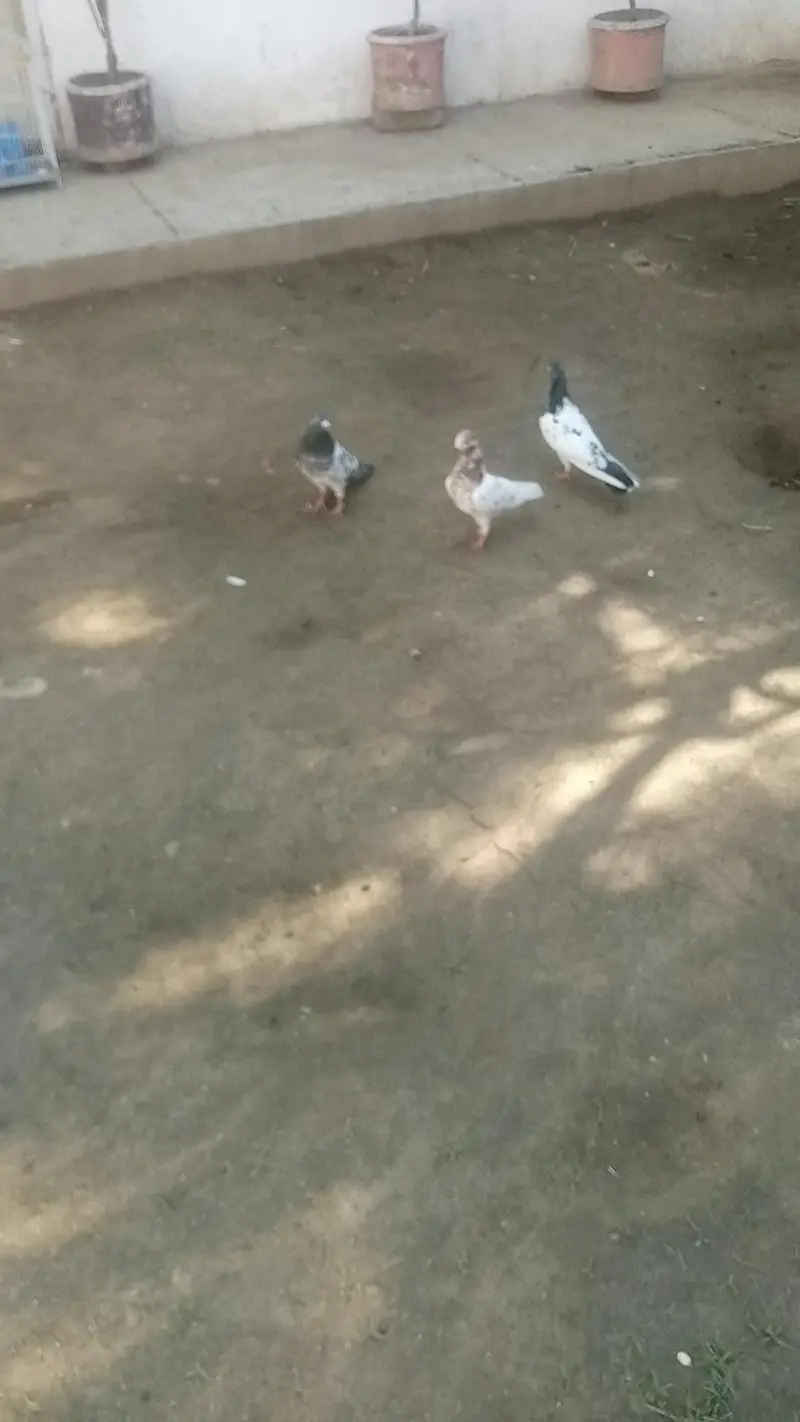 rampuri Teddy breeder pair for sale — photo 7