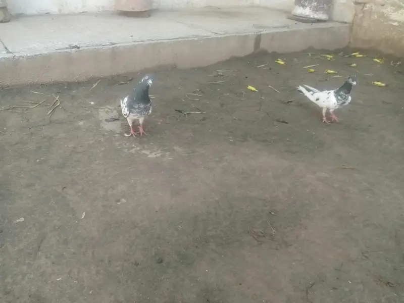 rampuri Teddy breeder pair for sale — photo 8