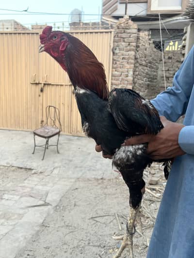 Shamo male for sale in reasonable price