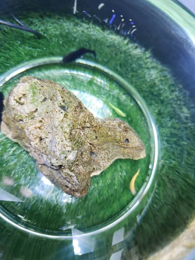 Imported Glass bowl fish equrium