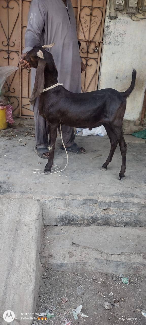 khassi bakry 2 danth 1