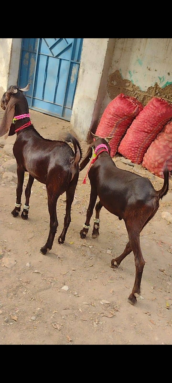 khassi bakry 2 danth 5