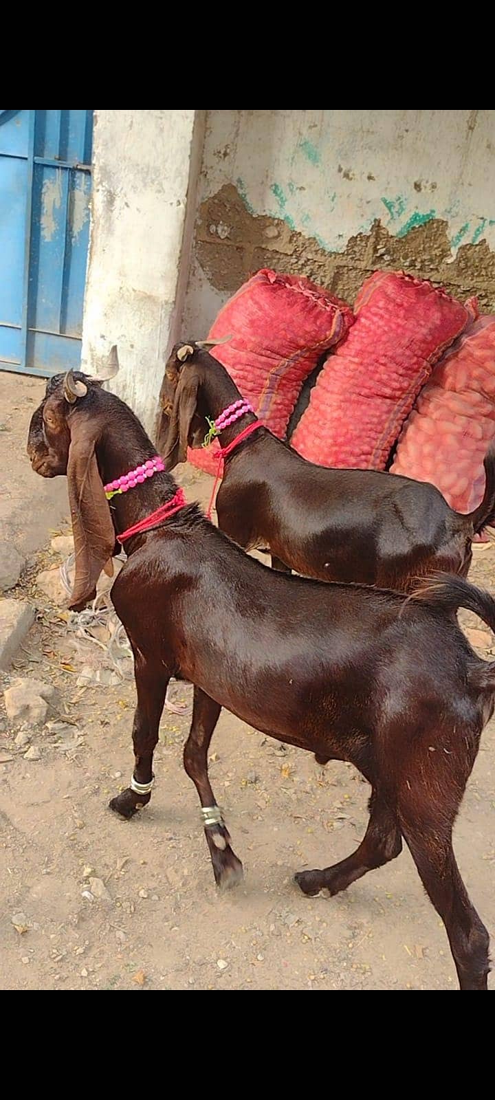 khassi bakry 2 danth 6