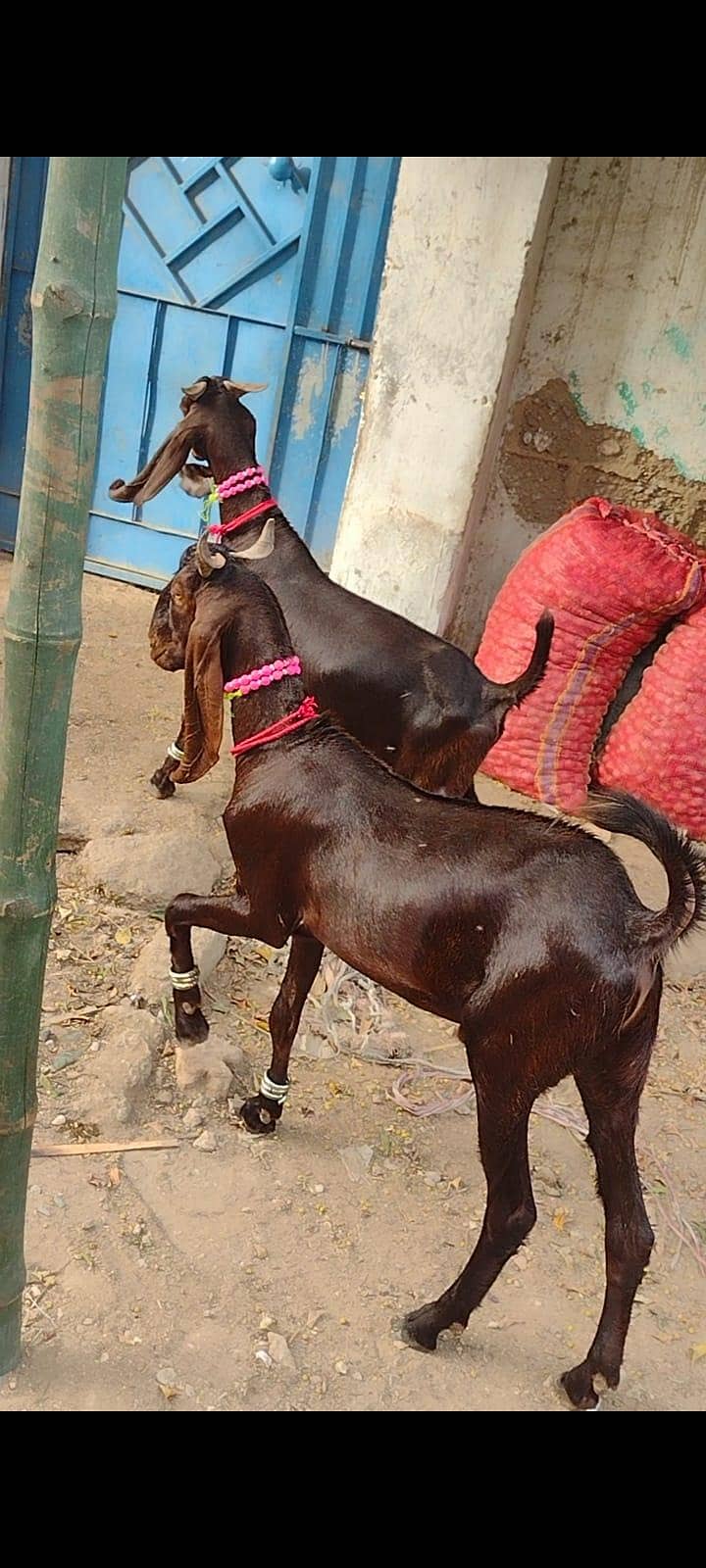 khassi bakry 2 danth 7
