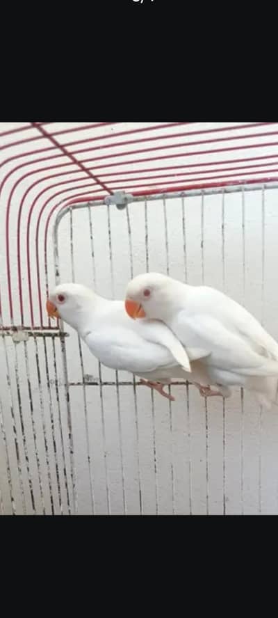 Some birds and cage