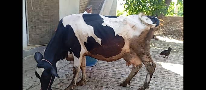 cow for sale