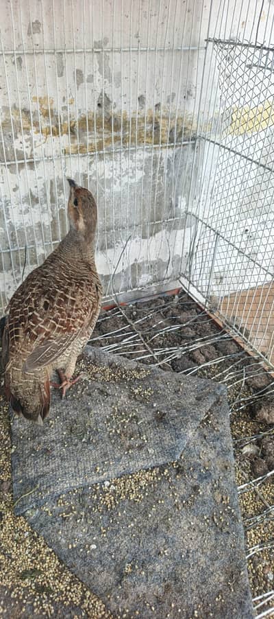 breeder pair