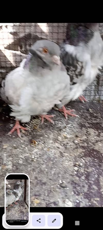 for sale yang pair rate 4000 bareedar pair