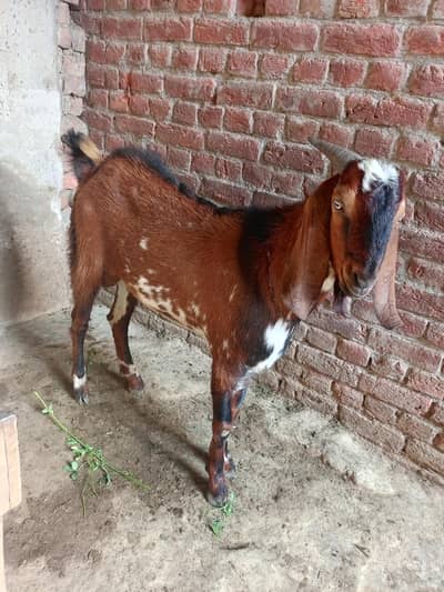 2dant bakra for sale