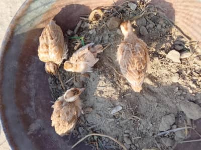 Dakni teeter ky bachy for sale
