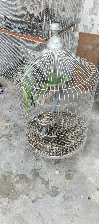 raw pair and cage