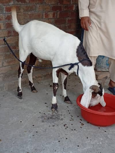 bakra for kurbani